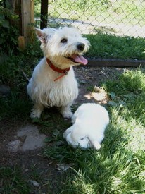 Hund_und_Hase_bei_uns_vertragen_sich_alle