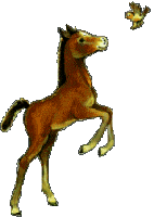 Pferd